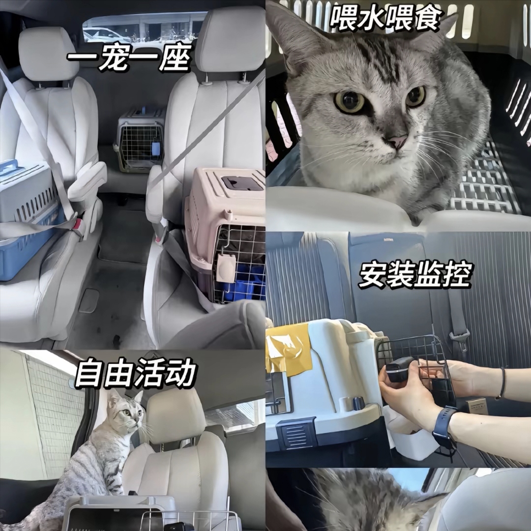 专业宠物托运