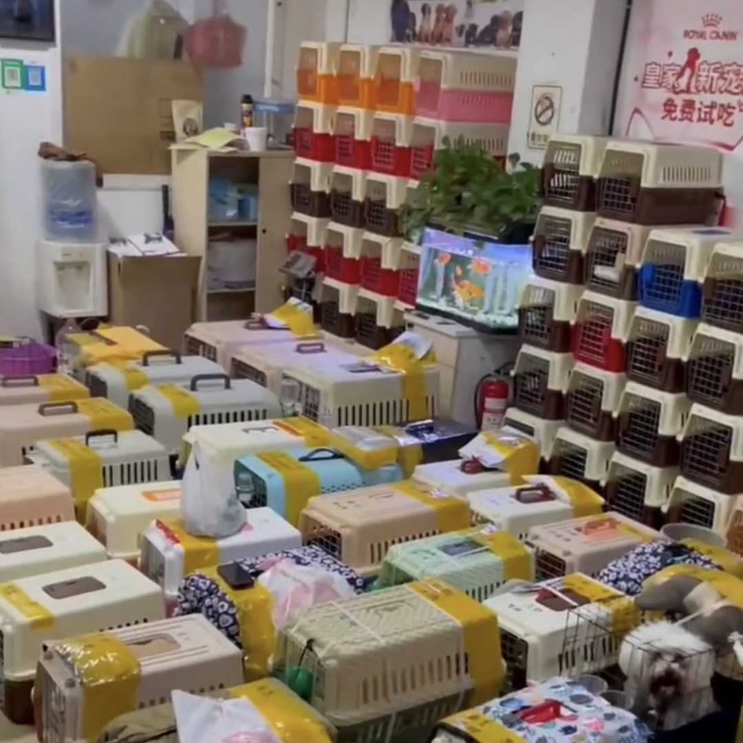 宠物托运全国联网